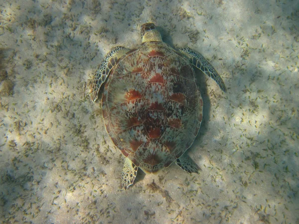 Meeresschildkröte am Boden — Stockfoto