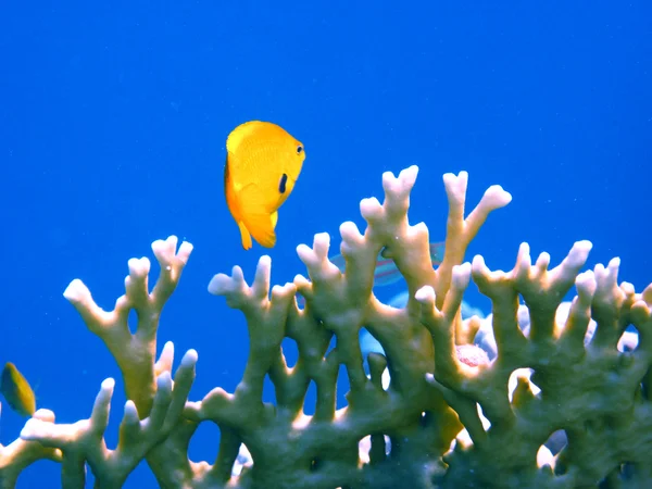 Gelber Fisch — Stockfoto