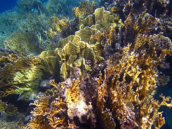 Arrecife de coral colorido —  Fotos de Stock