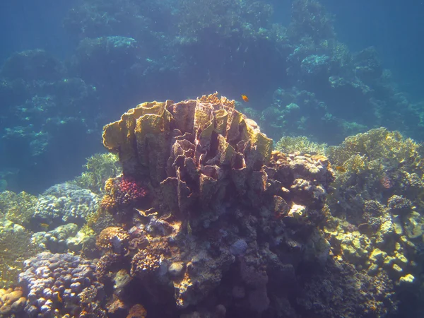 Coral grande —  Fotos de Stock