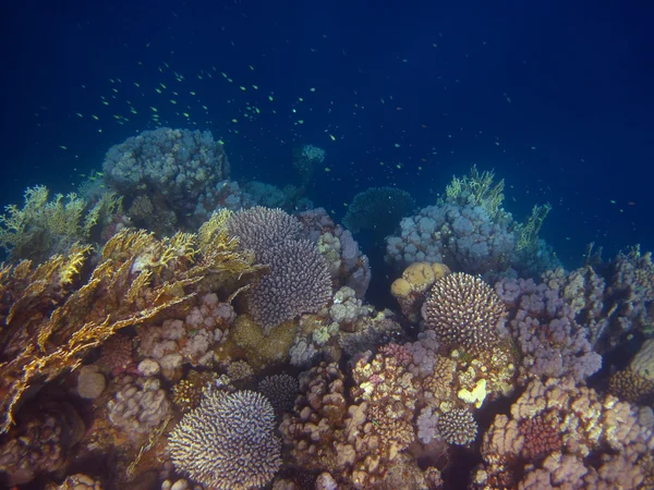 Vele kleurrijke koraal — Stockfoto