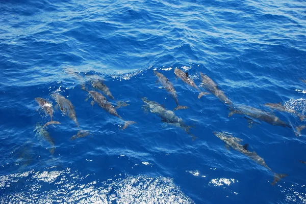 Många små delfin — Stockfoto