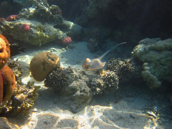 Stock image Stingray swimming