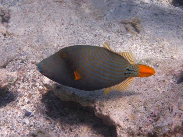 Triped orange fish — Stock Photo, Image