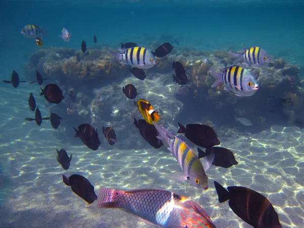 Many colorful fish — Stock Photo, Image