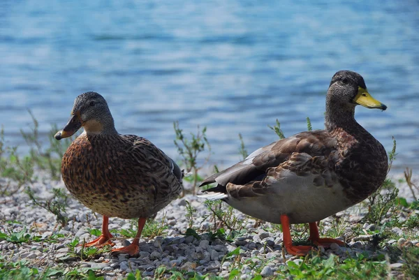 Dos patos. — Foto de Stock