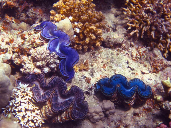 ムール貝の 3 — ストック写真