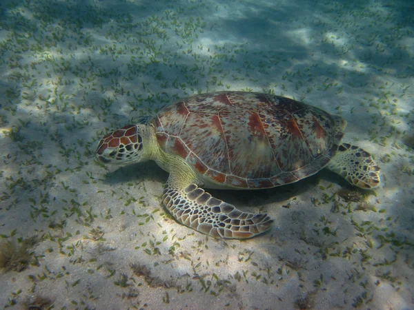 Deniz kaplumbağası yemek — Stok fotoğraf