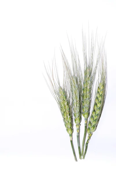 stock image Mature wheat on white background