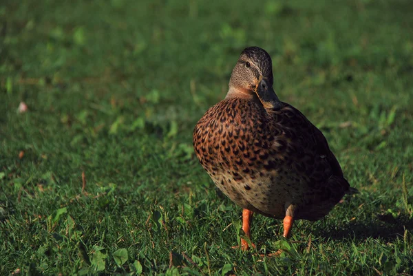 Pato na grama — Fotografia de Stock