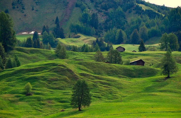 Prato verde — Foto Stock