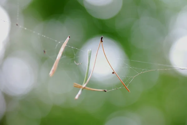 Toile d'araignée avec aiguilles — Photo