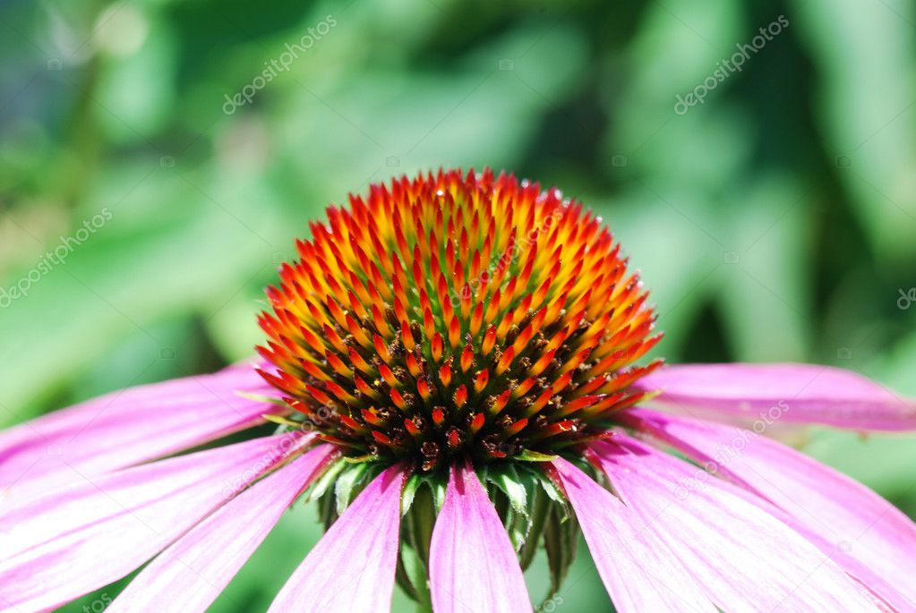 Spiny flower