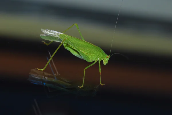 Zelená kobylka na sklo — Stock fotografie
