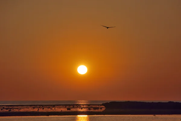 stock image Bird into sunset