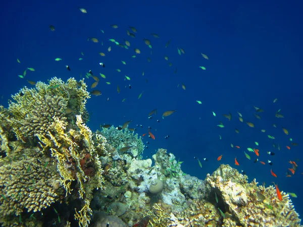 Peixes em Coral — Fotografia de Stock
