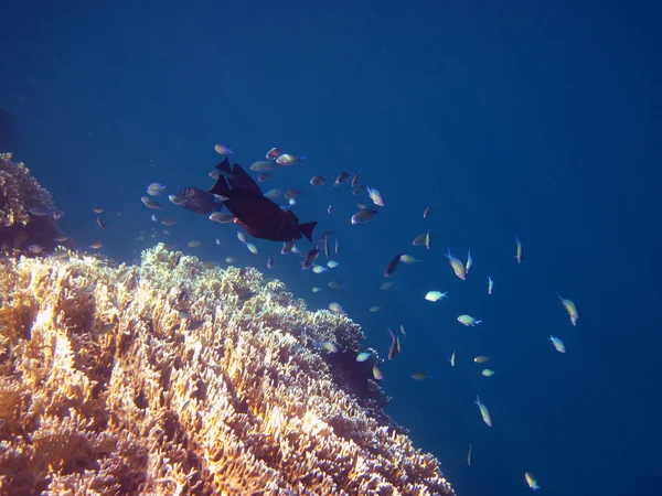 Gekleurde vissen in koraal — Stockfoto