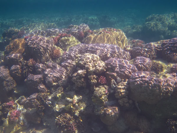 Kleurrijk koraal Egypte — Stockfoto