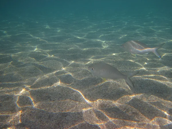 Yere gümüş balık — Stok fotoğraf
