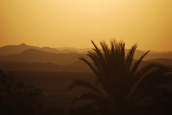 Zonsondergang met palmbomen en woestijn — Stockfoto