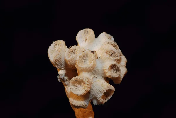 Coral fossilizado — Fotografia de Stock