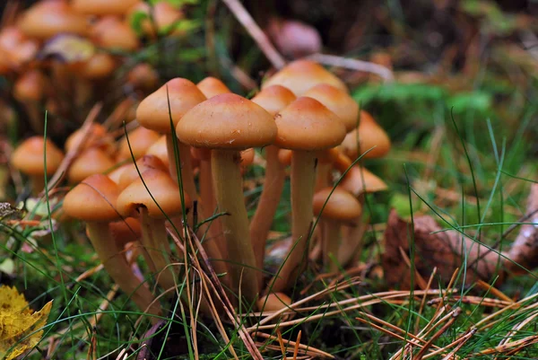 Много грибов — стоковое фото