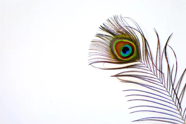 孔雀羽毛 — 图库照片