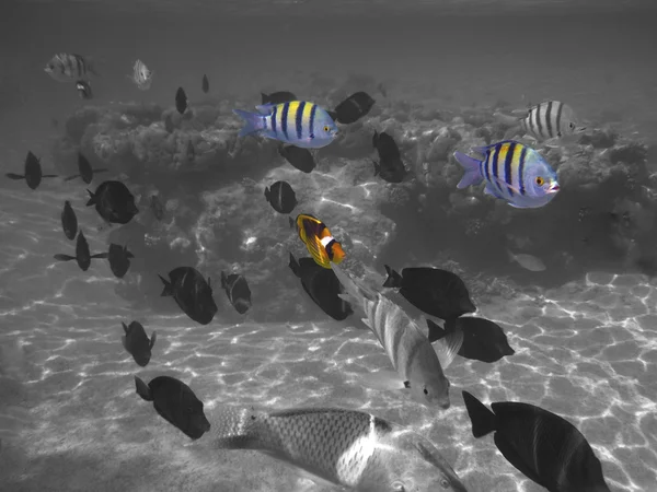 Три різнокольорових риб — стокове фото