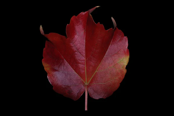 Autumn leaf on a black — Stock Photo, Image