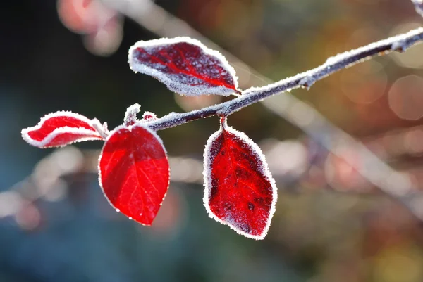 stock image Red leave