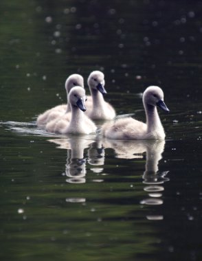 Cygnets clipart