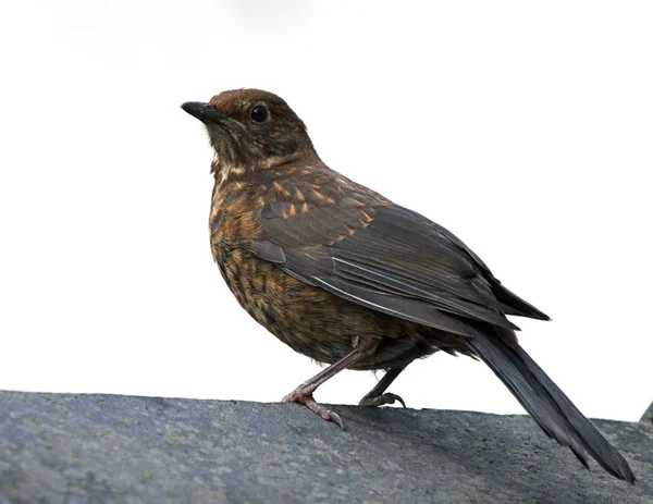 Femaleblackbird — 图库照片