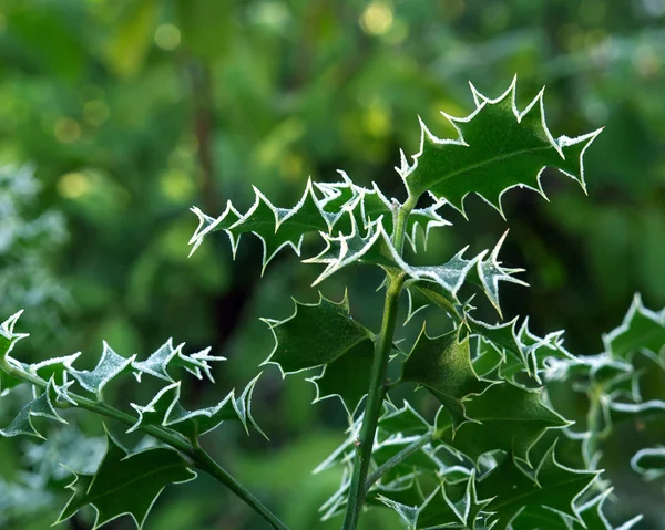 Holly bush — Stok fotoğraf