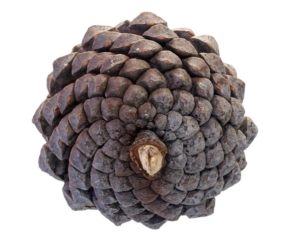 Pinecone Royalty Free Stock Images