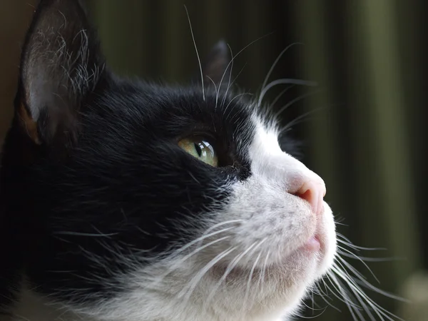 猫の頭 — ストック写真