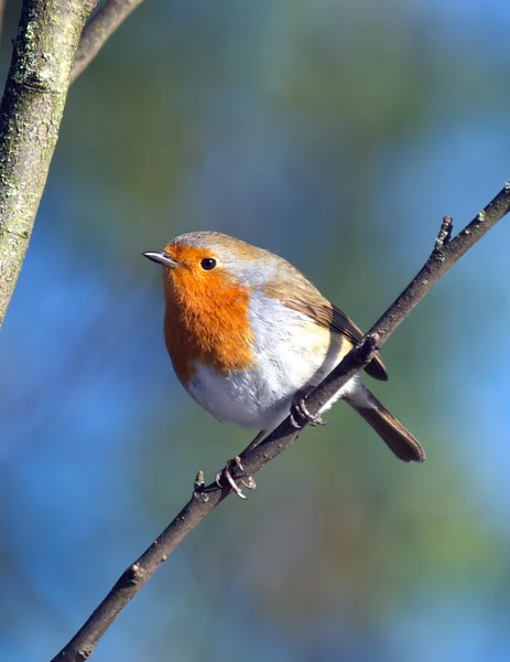 Robin på en gren — Stockfoto