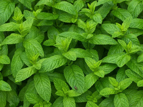 Mint Leaves — Stock Photo, Image