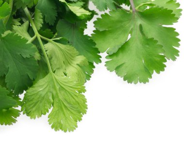 Coriander clipart