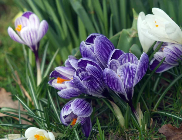 stock image Crocus