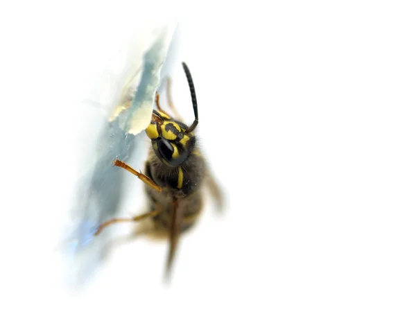 黄蜂昆虫 — 图库照片