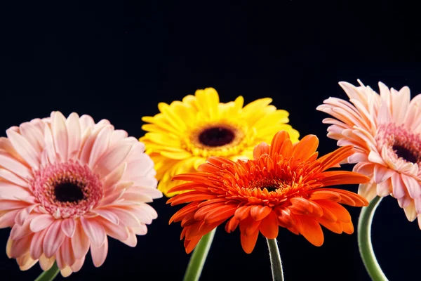 stock image Four gerber flower