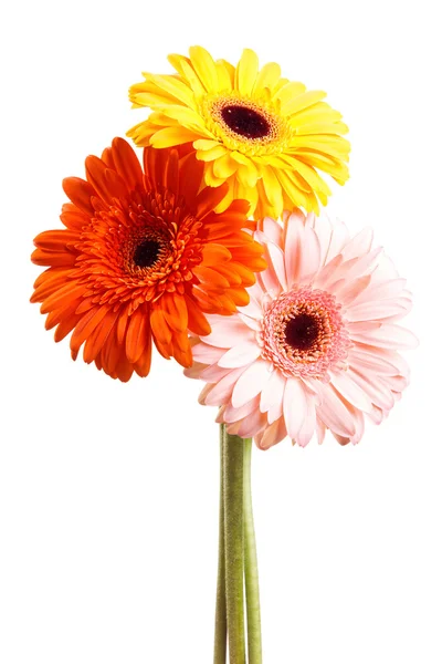 Τρεις gerber λουλούδι — Φωτογραφία Αρχείου