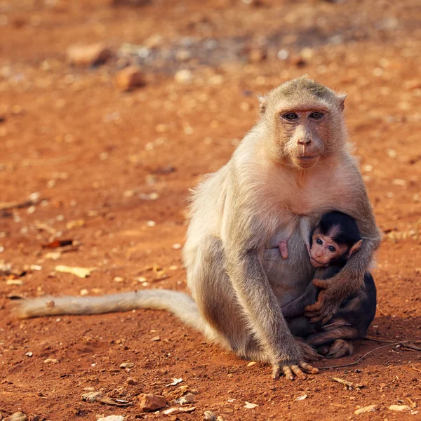 Macaque mother and baby — Stock Photo, Image
