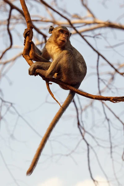 Макака мавпи — стокове фото