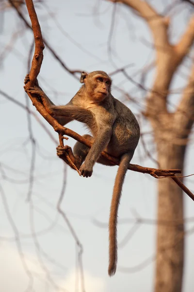 Μακάκος μαϊμού — Φωτογραφία Αρχείου