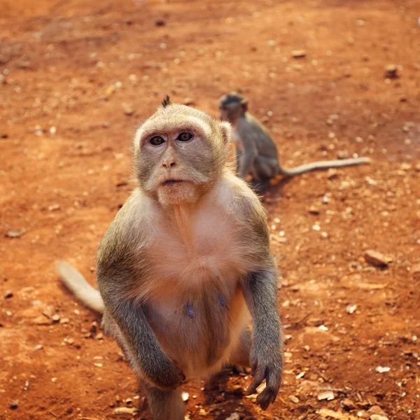 Macaco hembra salvaje — Foto de Stock