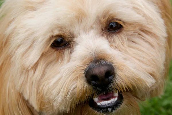 stock image Cute Little Lhaso-poo