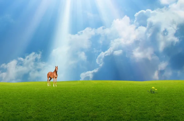 草原の馬 — ストック写真