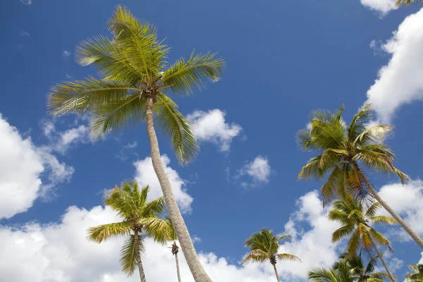 stock image Palm trees