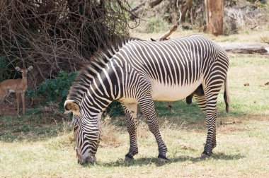 Grevy's zebra (Equus grevyi) clipart